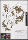 Foto von Salix aurita L. x Salix myrtilloides L.